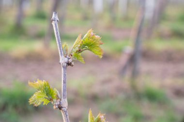 In the spring, vine shoots begin to grow in the vineyard