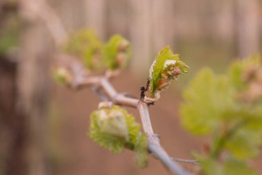 In the spring, vine shoots begin to grow in the vineyard