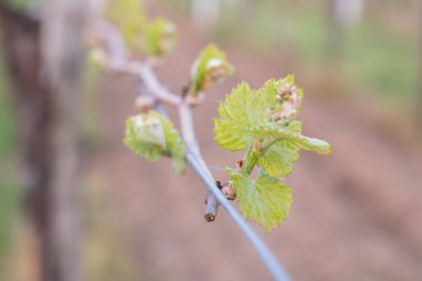 İlkbaharda üzüm bağlarında filizler büyümeye başlar.