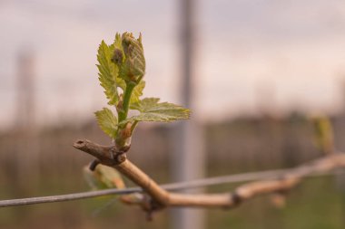 İlkbaharda üzüm bağlarında filizler büyümeye başlar.