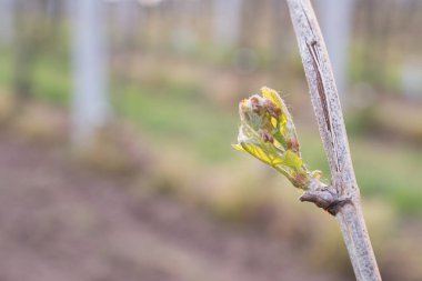 İlkbaharda üzüm bağlarında filizler büyümeye başlar.
