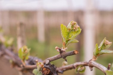 In the spring, vine shoots begin to grow in the vineyard