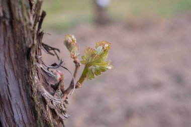 İlkbaharda üzüm bağlarında filizler büyümeye başlar.