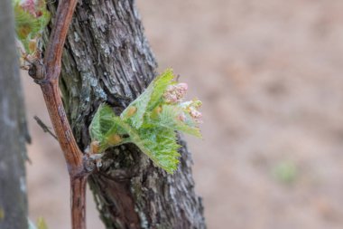 İlkbaharda üzüm bağlarında filizler büyümeye başlar.