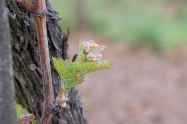 İlkbaharda üzüm bağlarında filizler büyümeye başlar.