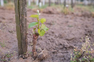 İlkbaharda, üzüm bağında genç asma filizleri büyümeye başlar.