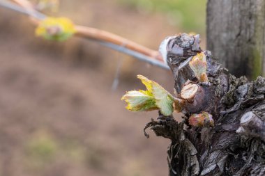 İlkbaharda üzüm bağlarında filizler büyümeye başlar.