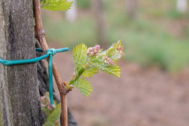 İlkbaharda üzüm bağlarında filizler büyümeye başlar.