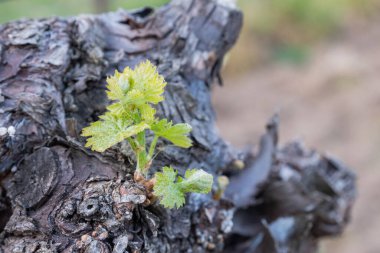 In the spring, vine shoots begin to grow in the vineyard