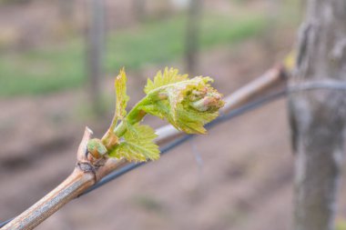 İlkbaharda üzüm bağlarında filizler büyümeye başlar.