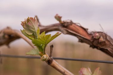 İlkbaharda üzüm bağlarında filizler büyümeye başlar.