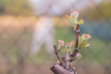 İlkbaharda üzüm bağlarında filizler büyümeye başlar.