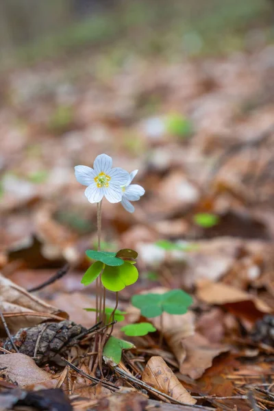 İlkbaharda, ormanda beyaz bir Oxalis asetosella çiçeği açtı.
