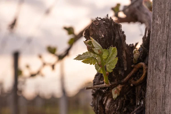 İlkbaharda üzüm bağlarında filizler büyümeye başlar.