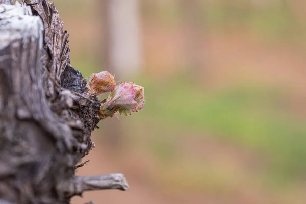Het Voorjaar Beginnen Wijnstokken Groeien Wijngaard — Stockfoto