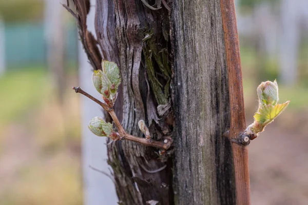 İlkbaharda üzüm bağlarında filizler büyümeye başlar.