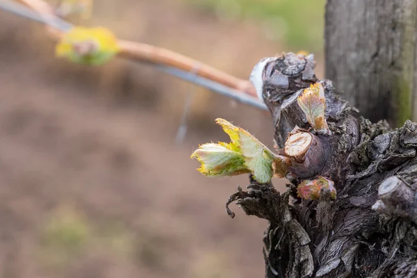 İlkbaharda üzüm bağlarında filizler büyümeye başlar.