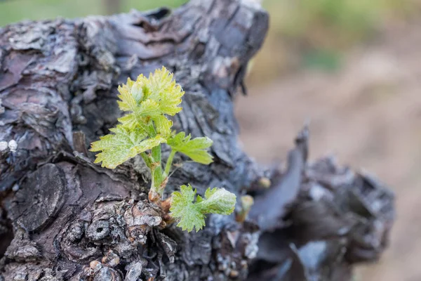 Spring Vine Shoots Begin Grow Vineyard — Stockfoto