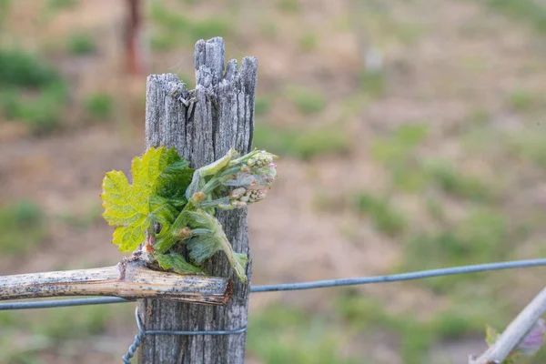 Spring Vine Shoots Begin Grow Vineyard — Fotografia de Stock