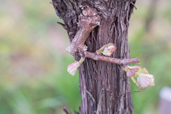 Spring Vine Shoots Begin Grow Vineyard — Zdjęcie stockowe