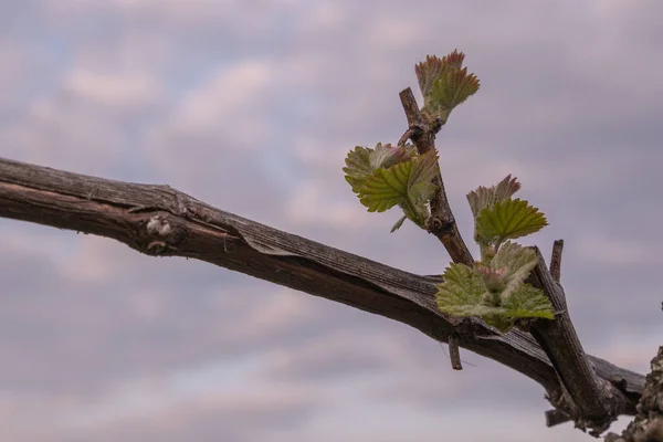 Spring Vine Shoots Begin Grow Vineyard — Stockfoto