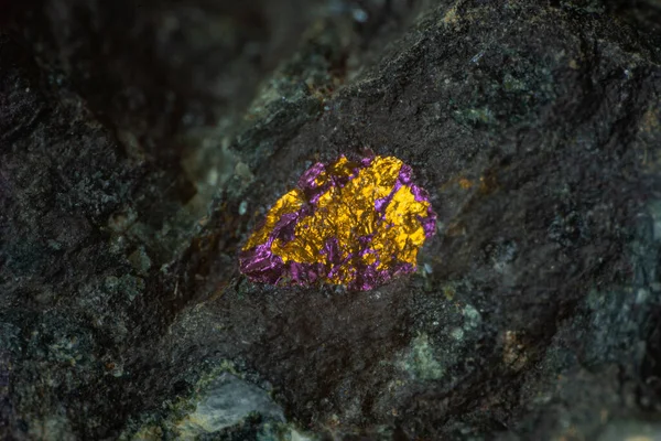 Koyu kayalardaki kalaşnikoflar altın gibi görünür.