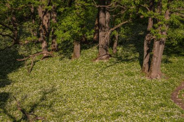 Ulusal parktaki ormanda çiçek açan ayı sarımsağı.