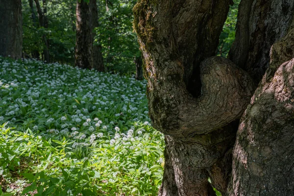 Tronco Árbol Retorcido Atípico Bosque Flor Ajo Oso Fondo —  Fotos de Stock