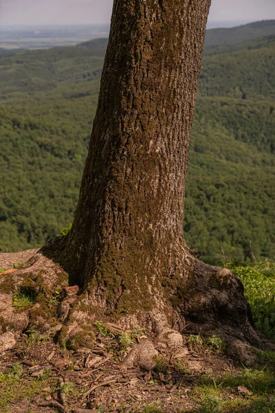 Λεπτομέρεια Κορμού Δέντρου Λόφο Θέα Δασικό Τοπίο — Φωτογραφία Αρχείου