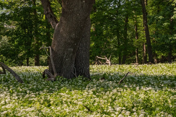 Ail Ours Fleurs Dans Forêt Parc National Images De Stock Libres De Droits