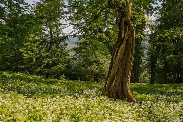Ail Ours Fleurs Dans Forêt Parc National Images De Stock Libres De Droits