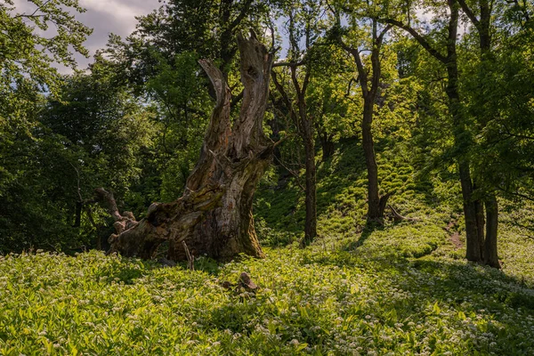 Παλιό Σπασμένο Δέντρο Άτυπης Μορφής Στο Δάσος — Φωτογραφία Αρχείου