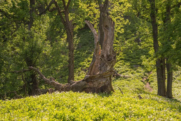 Viejo Árbol Roto Forma Atípica Bosque —  Fotos de Stock