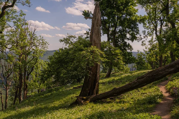 Gamla Brutna Träd Atypisk Form Skogen — Stockfoto