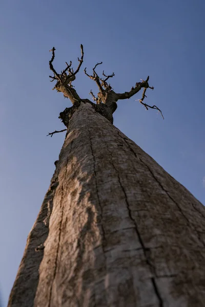 Viejo Árbol Muerto Bosque —  Fotos de Stock
