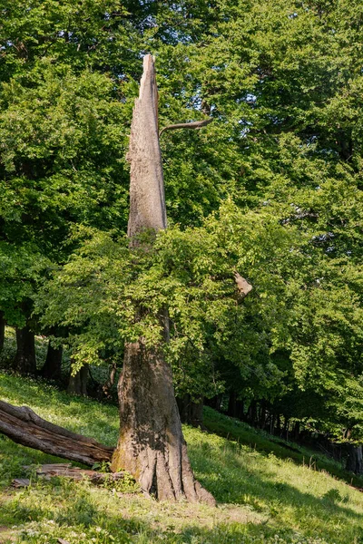 Παλιό Σπασμένο Δέντρο Άτυπης Μορφής Στο Δάσος — Φωτογραφία Αρχείου