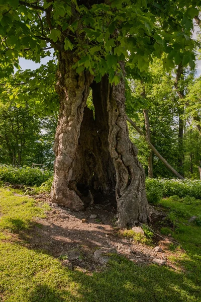 Ένα Γέρικο Δέντρο Ατυπικό Σχήμα Στο Δάσος — Φωτογραφία Αρχείου