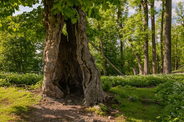 Ένα Γέρικο Δέντρο Ατυπικό Σχήμα Στο Δάσος — Φωτογραφία Αρχείου