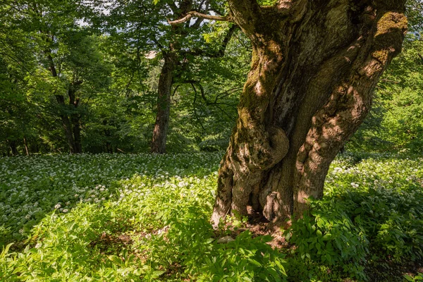 Vieil Arbre Fuyant Forme Atypique Dans Forêt Image En Vente