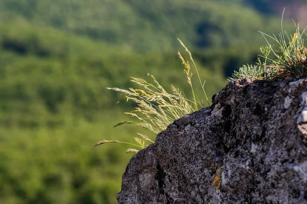 Flores Hierba Creciendo Roca Imágenes de stock libres de derechos