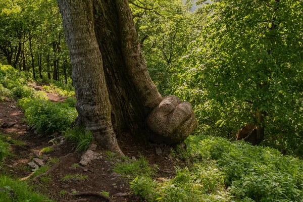 Vieil Arbre Fuyant Forme Atypique Dans Forêt Image En Vente