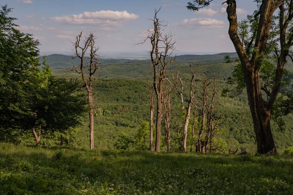 Vieil Arbre Mort Dans Forêt Images De Stock Libres De Droits