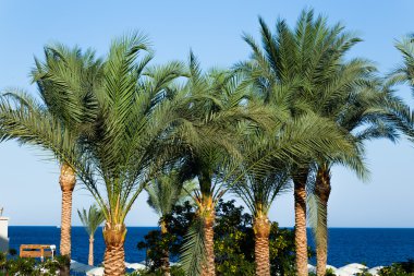 palmiye ağaçları Kızıldeniz