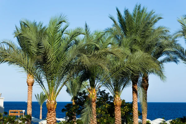 Palm trees on the red sea — Stock Photo, Image