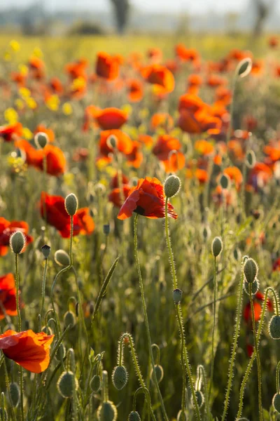 Poppies on green summer field in the sunset — Stock Photo, Image