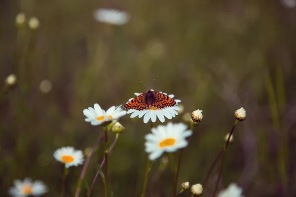 Πεταλούδα κάθεται σε ένα χαμομήλι — Φωτογραφία Αρχείου