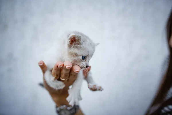 Entzückendes Kleines Kätzchen Den Händen Auf Weißem Hintergrund Weibliche Hände — Stockfoto