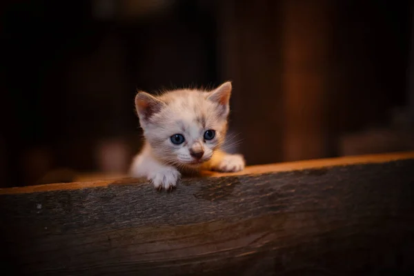 귀여운 고양이가 그녀를 둘러싼 세계를 탐험하고 있습니다 집안의 어두운 — 스톡 사진