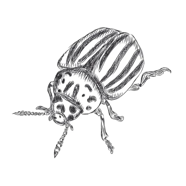 Illustration of Colorado beetle — Stock Vector