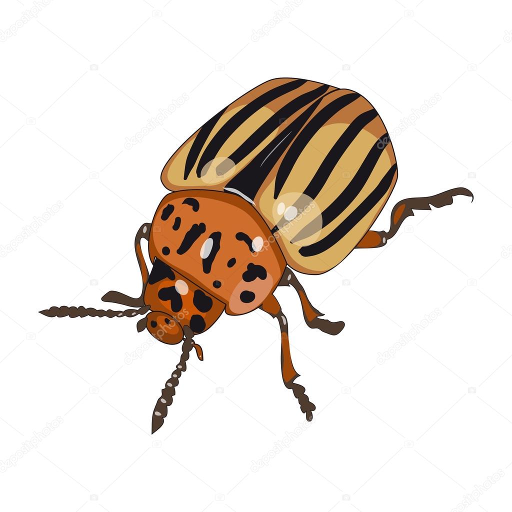 Colorado beetle isolated on white background
